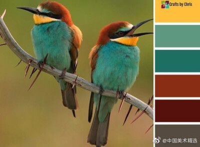 自然界鸟类色卡