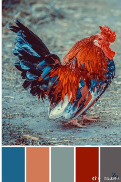 自然界鸟类色卡