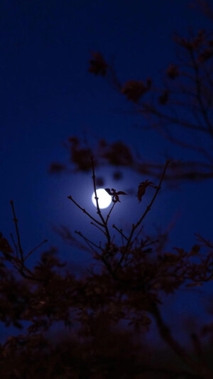 
夜晚 蓝紫色星空 壁纸