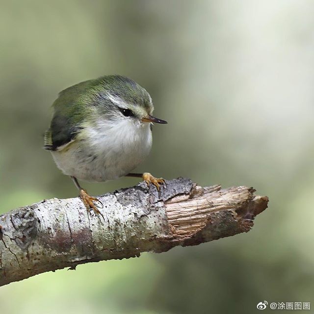 圆滚滚小鸟