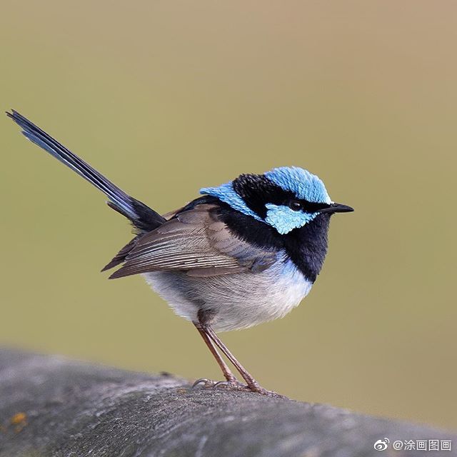 圆滚滚小鸟