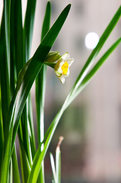 水仙花