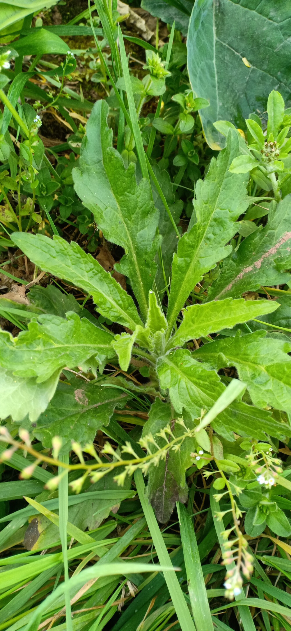 苏门白酒草