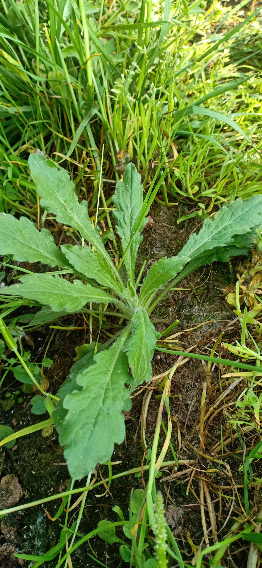 苏门白酒草