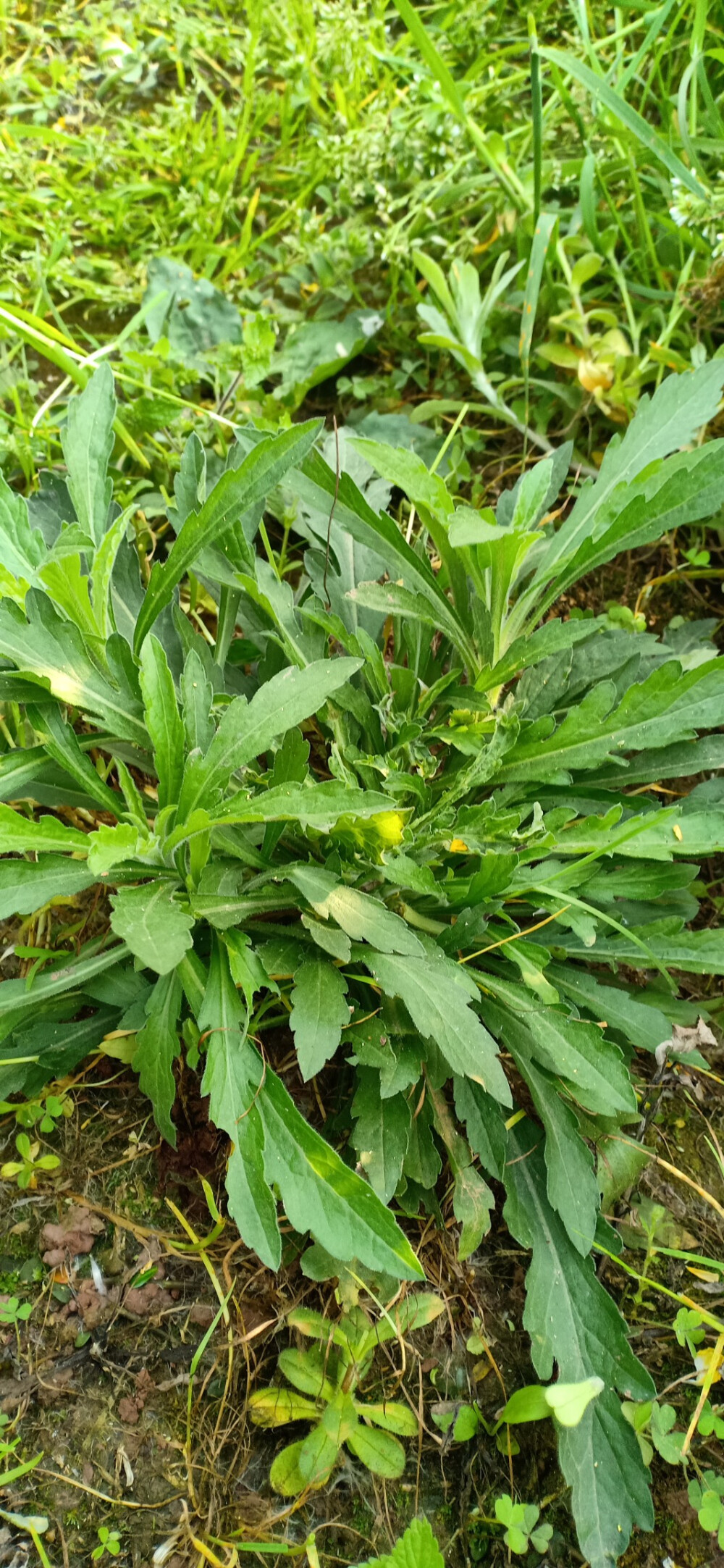 苏门白酒草