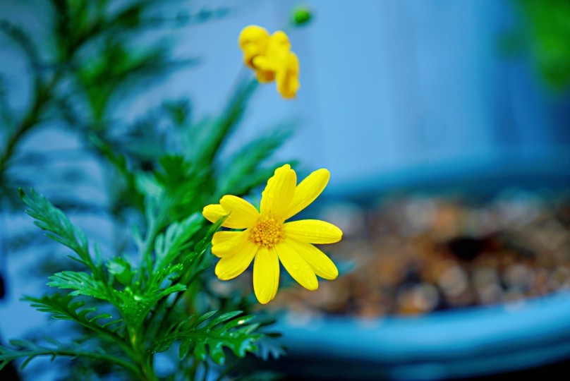 2月19日，花园拍摄