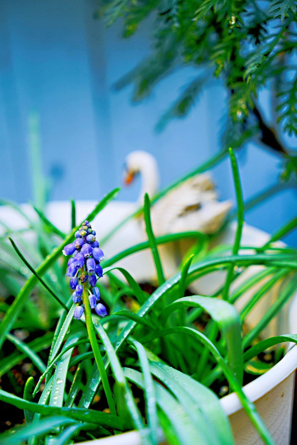 2月19日，花园拍摄