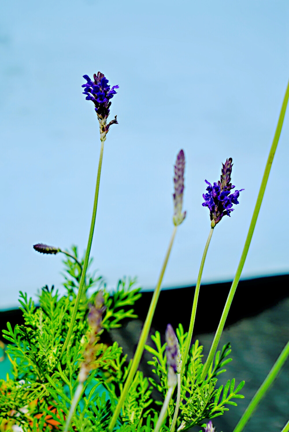 2月19日，花园拍摄