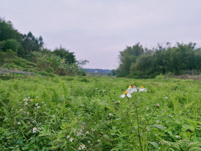 大山