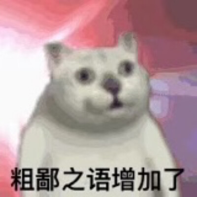 缩脖子猫