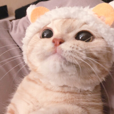 二传注明麓一涵