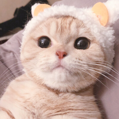 二传注明麓一涵