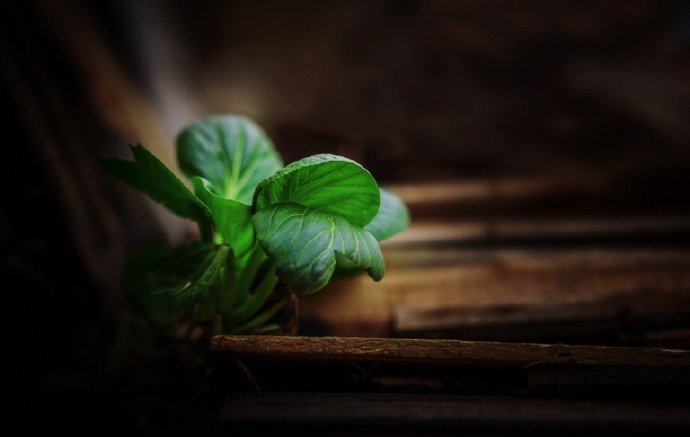 睡起静无事，茶香分外清。雨余飞燕重，风定落花轻。—— 陈寿祺《春晚即景用中表李越缦太常韵》