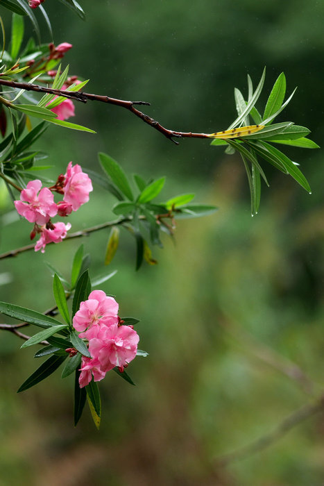 【 今日 · 雨水 】--- “ #雨水# ，是二十四节气之中的第2个节气，《礼记·月令》：“﹝仲春之月﹞始雨水，桃始华。雨水节气前后，万物开始萌动，春天就要到了 ”。