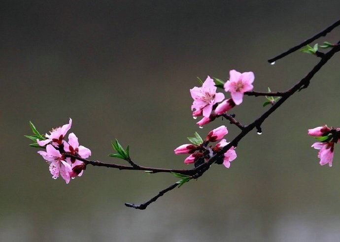 【 今日 · 雨水 】--- “ #雨水# ，是二十四节气之中的第2个节气，《礼记·月令》：“﹝仲春之月﹞始雨水，桃始华。雨水节气前后，万物开始萌动，春天就要到了 ”。