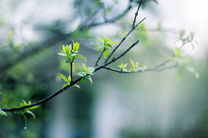 【 今日 · 雨水 】--- “ #雨水# ，是二十四节气之中的第2个节气，《礼记·月令》：“﹝仲春之月﹞始雨水，桃始华。雨水节气前后，万物开始萌动，春天就要到了 ”。