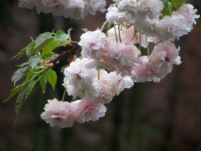 【 今日 · 雨水 】--- “ #雨水# ，是二十四节气之中的第2个节气，《礼记·月令》：“﹝仲春之月﹞始雨水，桃始华。雨水节气前后，万物开始萌动，春天就要到了 ”。