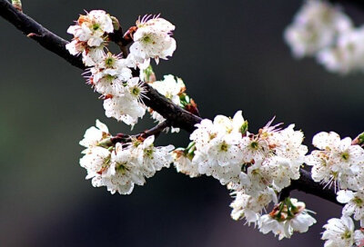 【 今日 · 雨水 】--- “ #雨水# ，是二十四节气之中的第2个节气，《礼记·月令》：“﹝仲春之月﹞始雨水，桃始华。雨水节气前后，万物开始萌动，春天就要到了 ”。