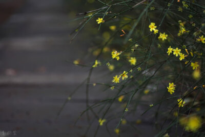 【 今日 · 雨水 】--- “ #雨水# ，是二十四节气之中的第2个节气，《礼记·月令》：“﹝仲春之月﹞始雨水，桃始华。雨水节气前后，万物开始萌动，春天就要到了 ”。