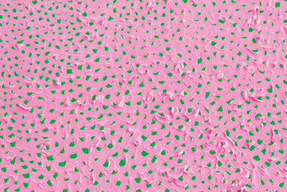 Yayoi Kusama（草间弥生）b，1929