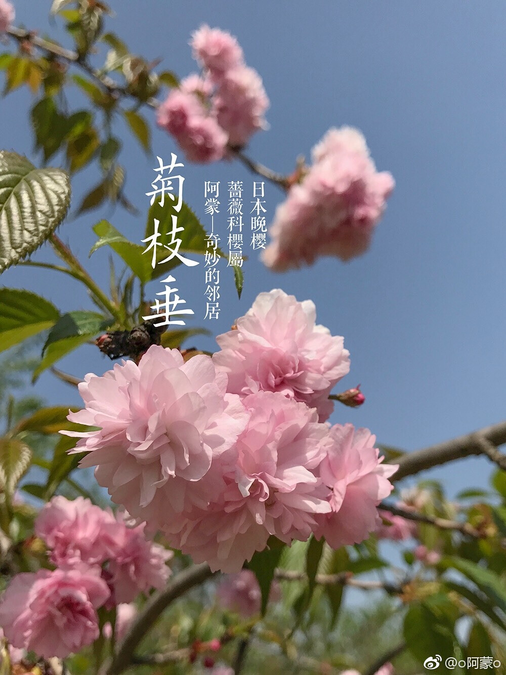 樱花