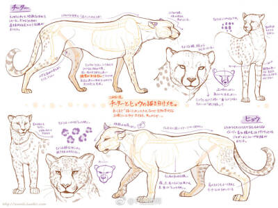 9款不同动物的绘制参考素材
​​​​p站画师こみち，pid=2322142 ​​​