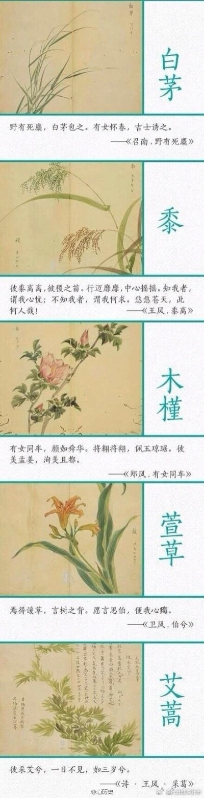 《诗经》中描写植物的优美诗句