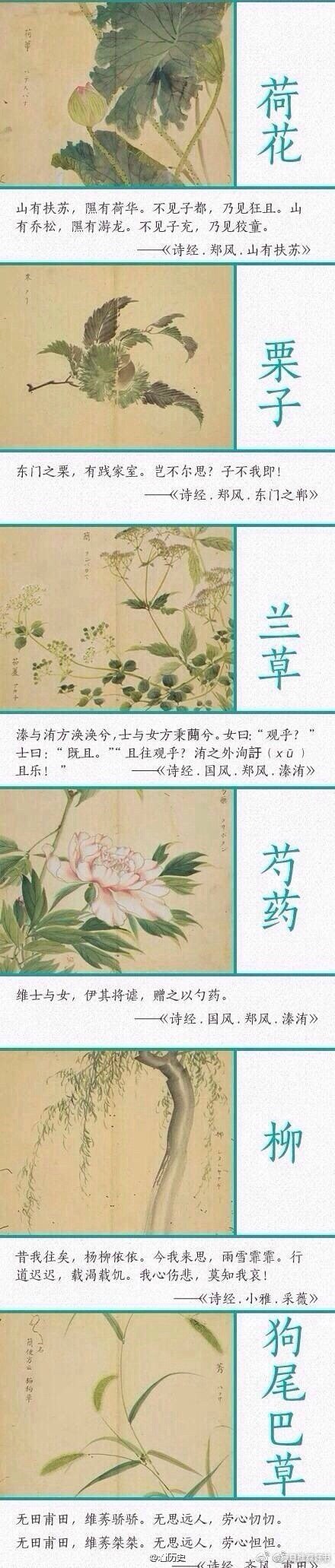 《诗经》中描写植物的优美诗句