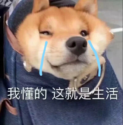 狗狗