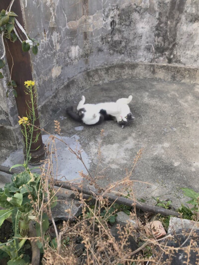 寒梅不解江城悲，枝上纷纷空自堆。若得明年能复见，看花人里竟无谁。
