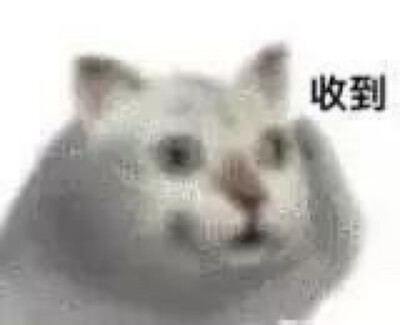 猫表情包