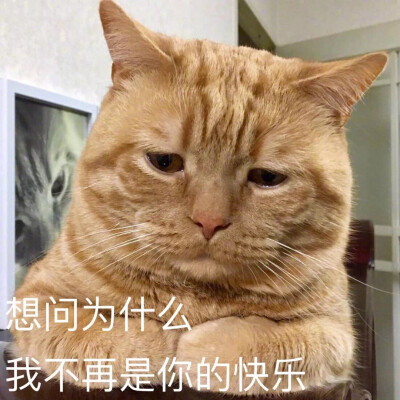 猫表情包