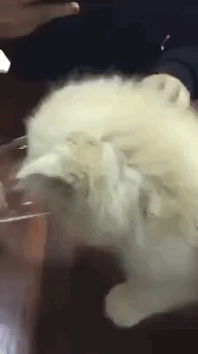 动态GIF：笑一笑，十年少