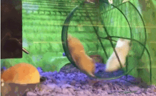 动态GIF：笑一笑，十年少