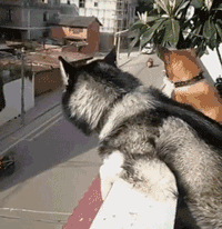 动态GIF：笑一笑，十年少