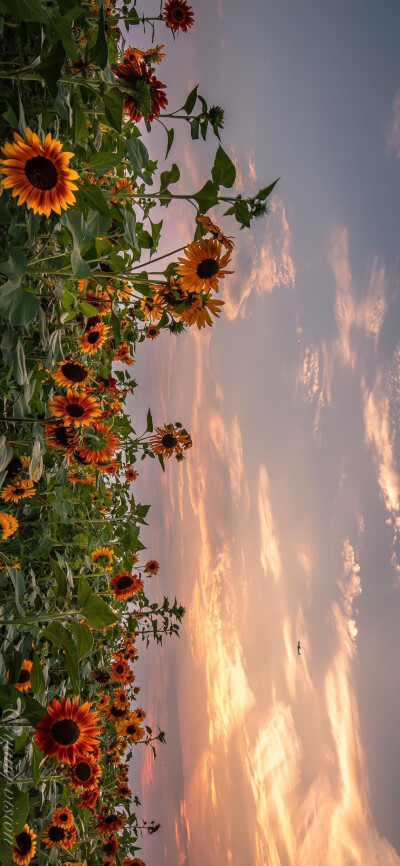 向日葵的夏天