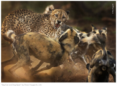 由伦敦自然历史博物馆（ Natural History Museum）主办的2019年度野生动物摄影师大赛(Wildlife Photographer of the Year , WPY)优秀作品 / /www.instagram.com/nhm_wpy/