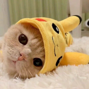 皮卡丘 猫