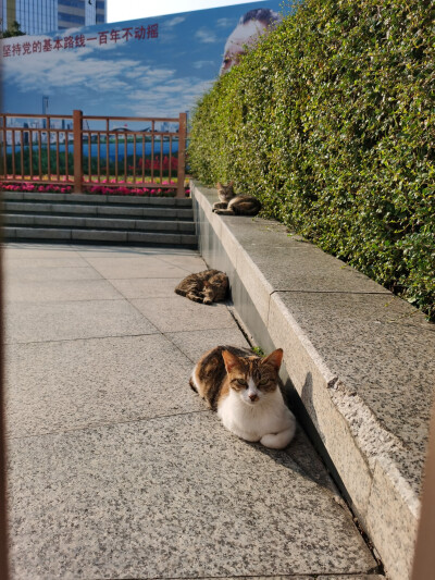 出来晒太阳☀️的猫咪