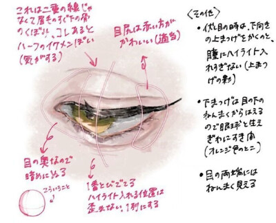 眼睛不同角度的画法
绘画干货建议收藏
侵删致歉