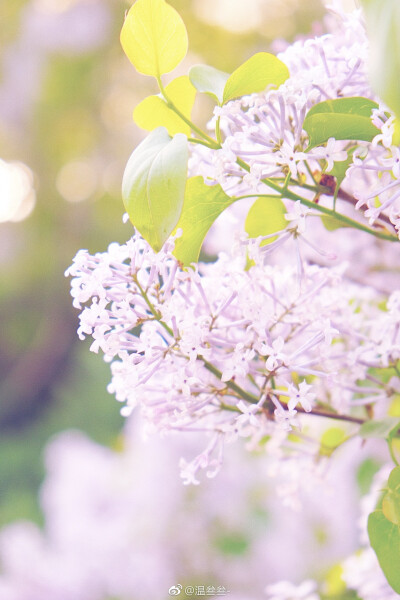 丁香结上，豆蔻梢头
by.@温叁叁—