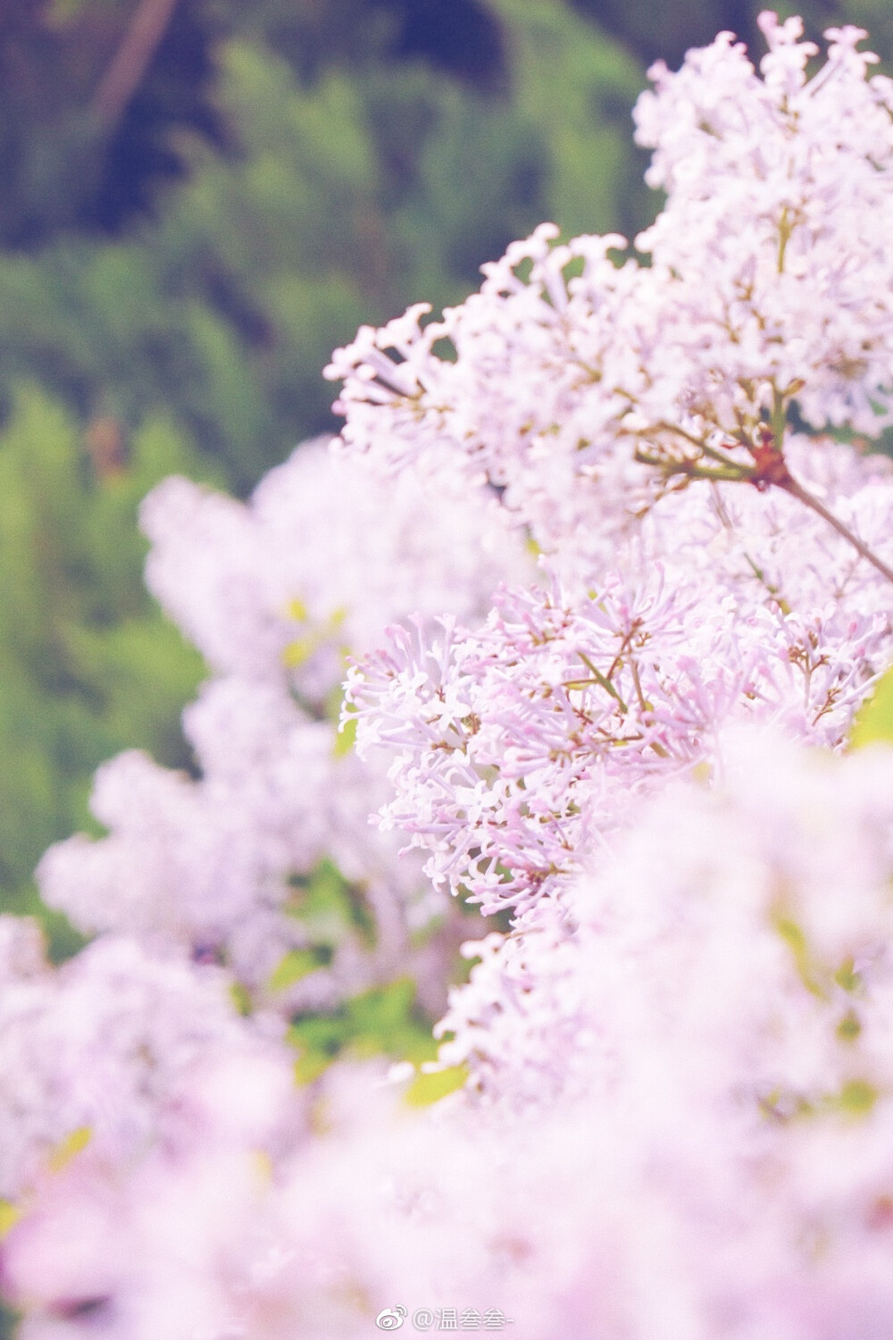 丁香结上，豆蔻梢头
by.@温叁叁—