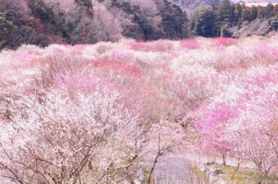 花海