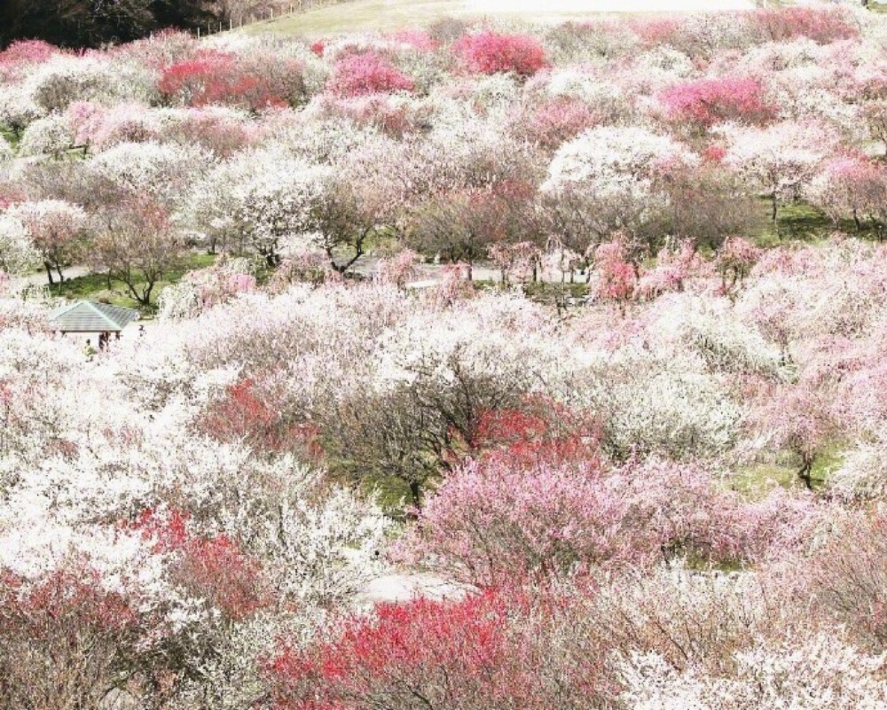 花海