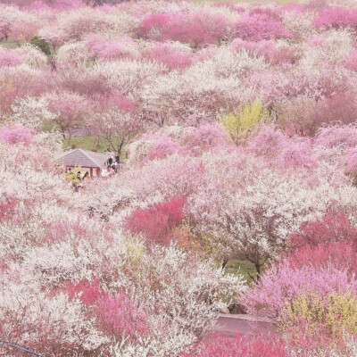 花海