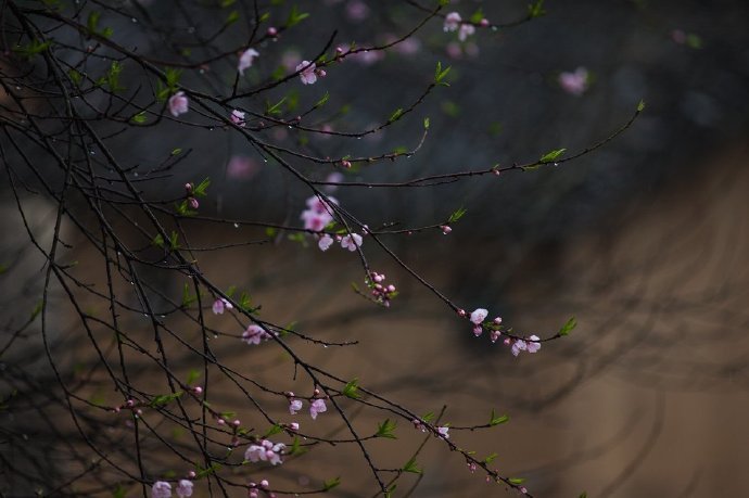 沾衣欲湿杏花雨，吹面不寒杨柳风。