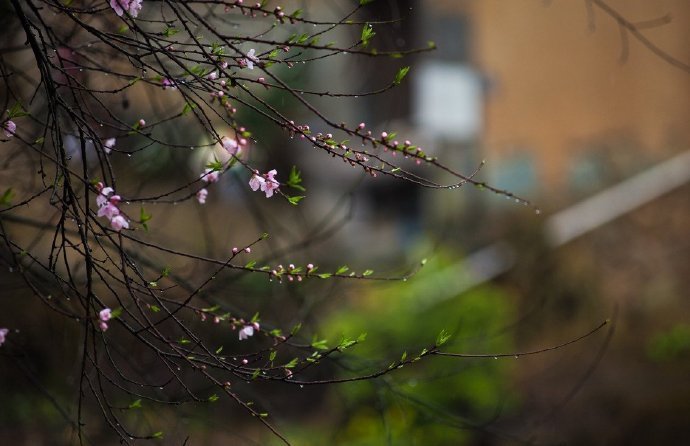 沾衣欲湿杏花雨，吹面不寒杨柳风。