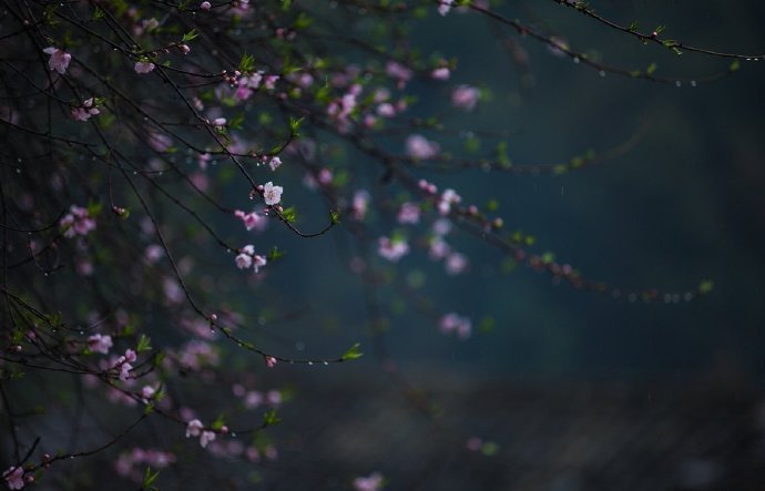 沾衣欲湿杏花雨，吹面不寒杨柳风。