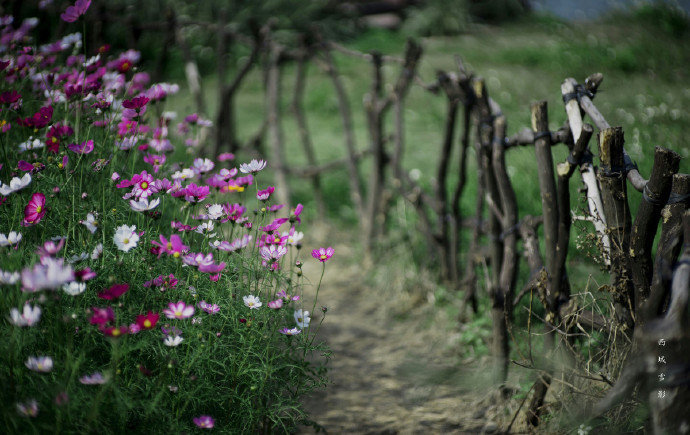 终岁都无事，四时长有花。小车乘兴去，所到便如家。—— 邵雍《深秋吟》 #诗词歌赋# #吾爱诗词# #诗词#