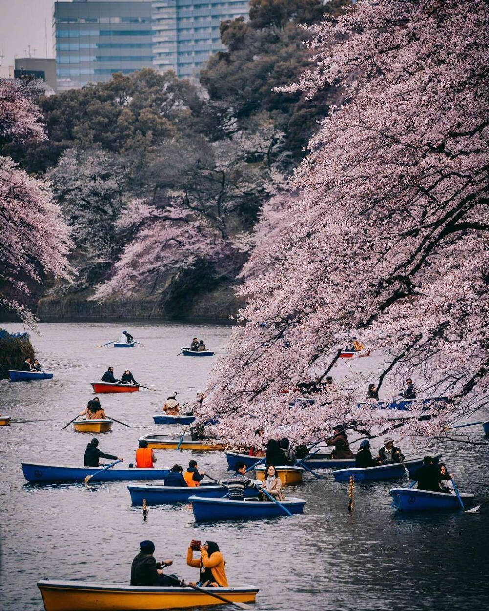 想和你一起去日本看樱花